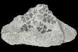 Fossil Fern (Sphenopteris) - Carboniferous #111658-1